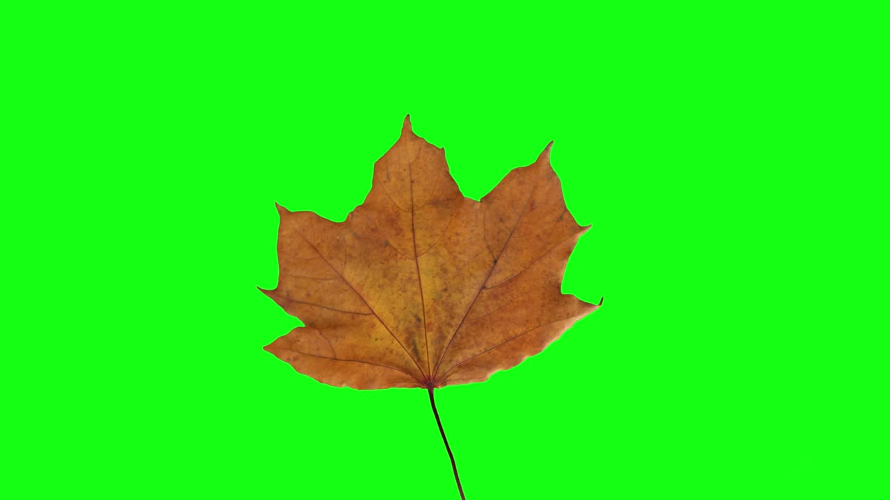 Kuiva vaahteranlehti chroma key -taustalla