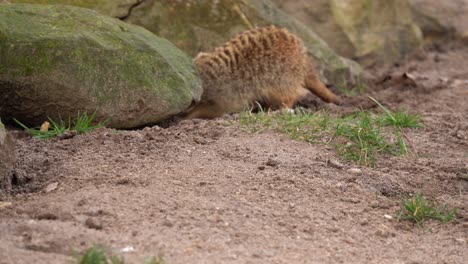 Meerkat-Suricata-Looking-for-Food,-Hunting-Insects-Under-Rock-Crevices,-Tele-Closeup