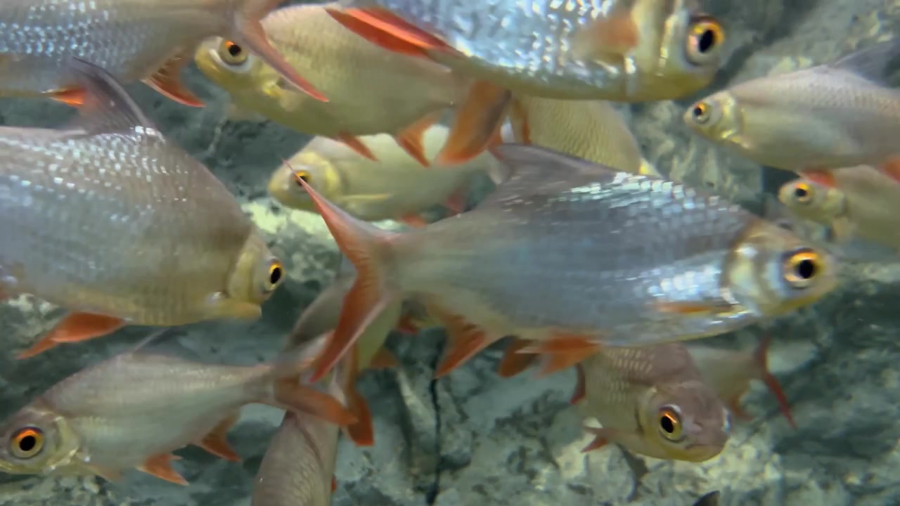 Uno scatto vibrante e ravvicinato che cattura un vivace banco di Barbo Tinfoil (Barbonymus schwanenfeldii) che nuotano vicini all'interno di un acquario