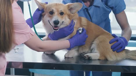 a team of veterinarians examines a sick corgi dog using an stethoscope