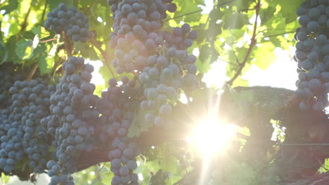 Red-ripe-vine-grapes-in-vineyard