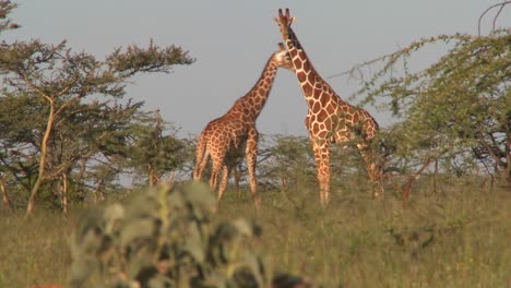 two giraffes graze on the african plains