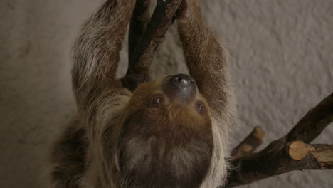 a two toed sloth hanging in a tree close to the camera slow motion cinematic