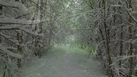 walking pov of season transition from winter to summer in forest alleyway