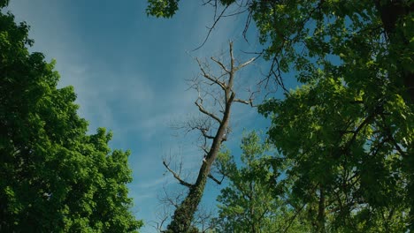 üppige-Grüne-Baumkronen-Vor-Einem-Klaren-Blauen-Himmel-Mit-Einem-Einsamen-Kahlen-Baum