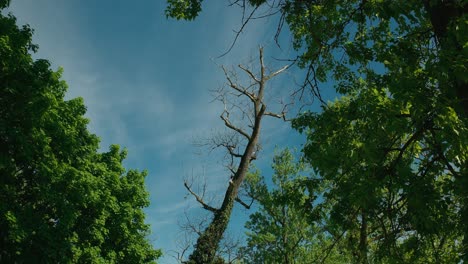 las frondosas copas de los árboles verdes contra un claro cielo azul con un árbol estéril solitario
