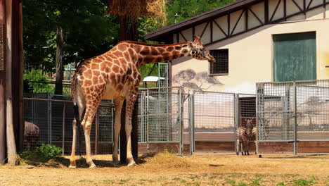giraffe stands tall in a zoo enclosure. a giraffe stretches its neck in a zoo while a zebra observes from a nearby pen on a sunny day