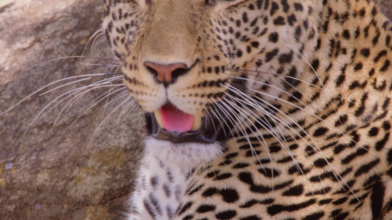Kuru savanı tararken dinlenen leopar kafası