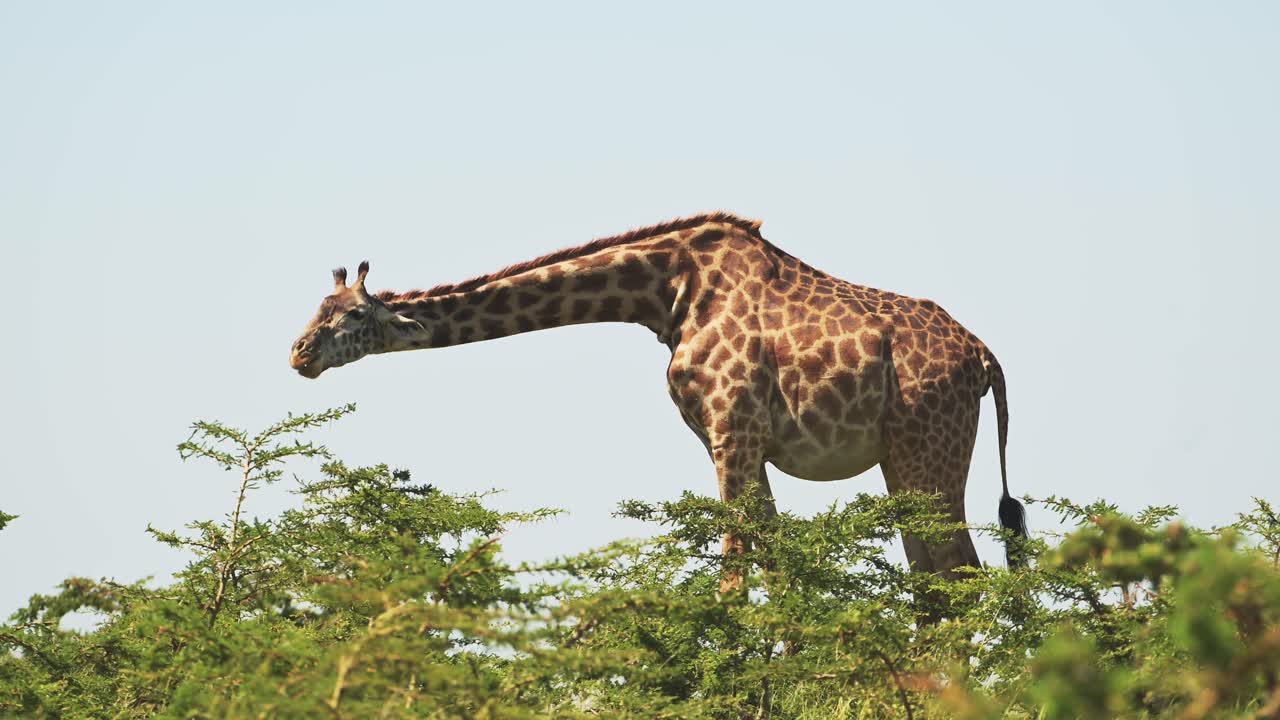 jirafa alta sobre las copas de los árboles en lo alto pastando en las ramas, vida silvestre africana en la reserva nacional masai mara, kenia, áfrica animales de safari en la reserva masai mara norte