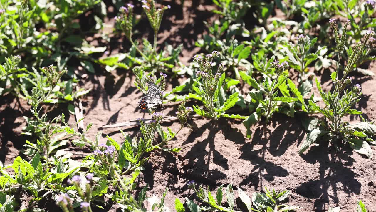 lapso de tiempo de las plantas que crecen a la luz solar