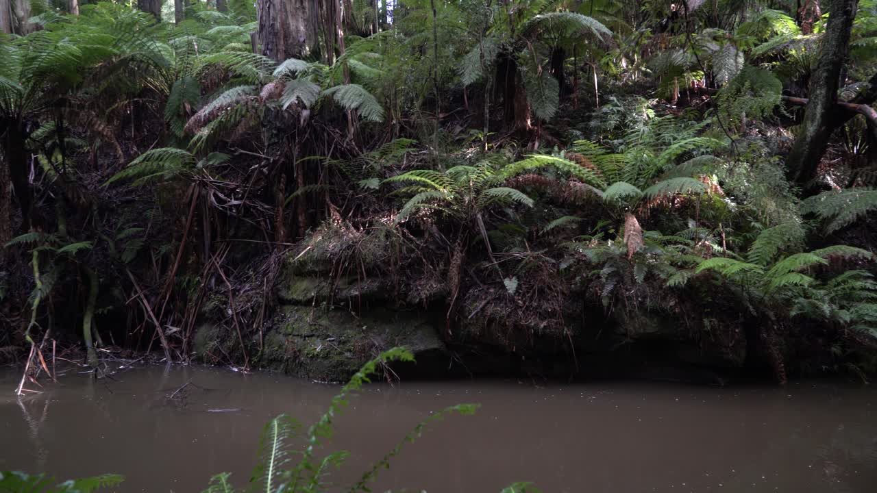 Left to right view of river bank in Californian red gum forest