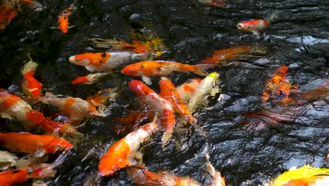 colorful fancy koi fish in the pond