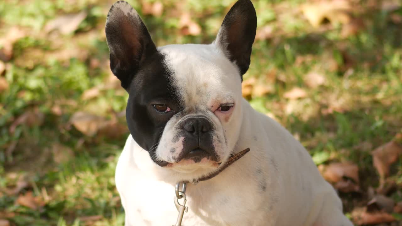 공원 에서 프랑스 불도그