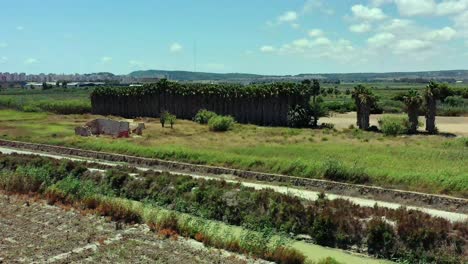 palmerales aéreos en españa entre guardamar del