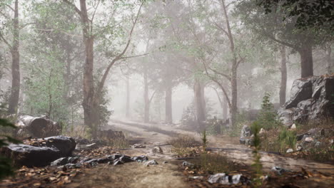 Bosque-De-Verano-Con-Niebla-Profunda