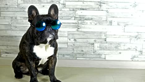 french bulldog with glasses sitting licking