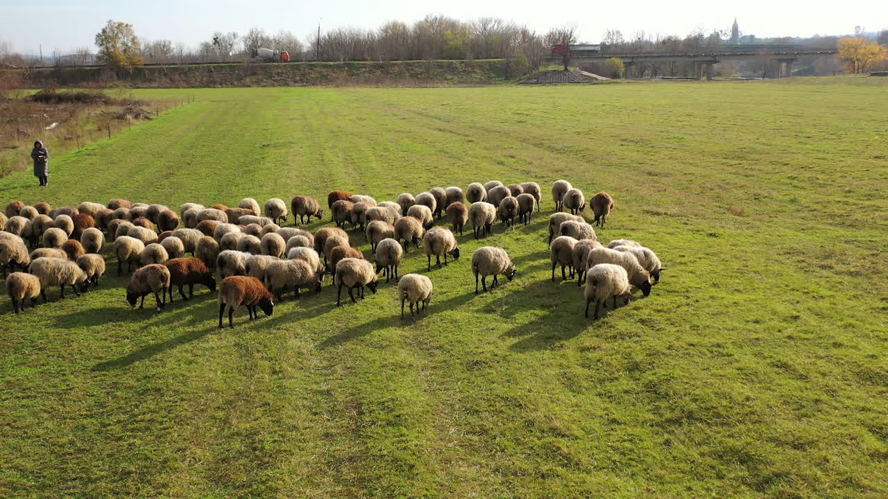 Herding a large flock of sheep. Aerial view of a farm with sheeps.