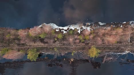 reflejo claro de plantas y arbustos en el agua en un área pantanosa