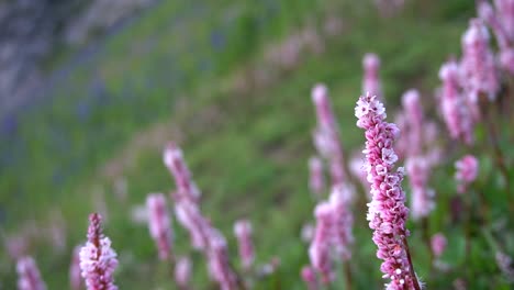 Primer-Plano-De-La-Flor-De-Lana-Salvaje-Del-Himalaya,-Knotweed---También-Conocida-Como-Flor-De-Lana-Del-Himalaya-Cerca-De-Ratti-Gali-Lago-Neelum-Valle-De-Cachemira