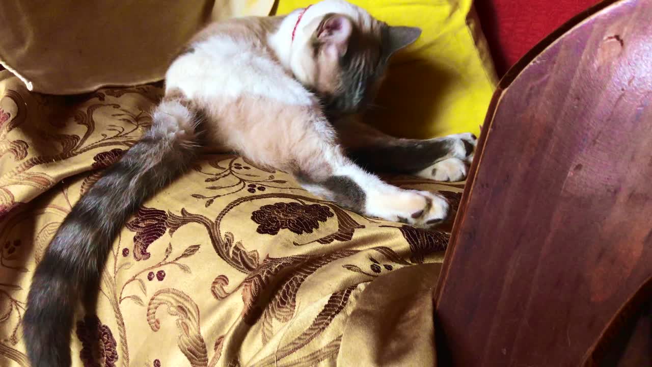 Gatto stanco che dorme in un tranquillo pomeriggio 2.
