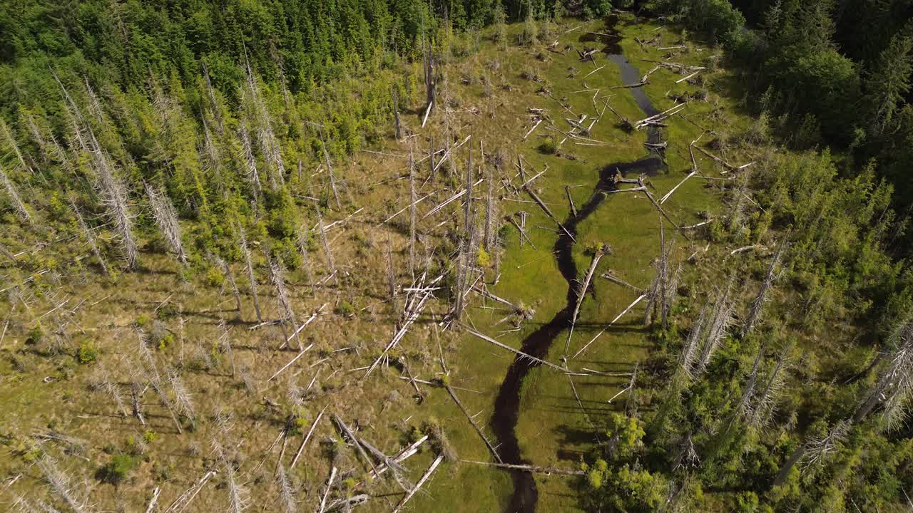 río que atraviesa una zona de tierra deforestada en la isla de moresby, columbia británica, canadá