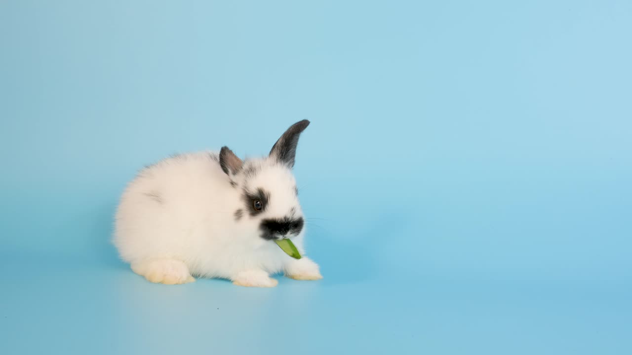 귀여운 작은  토끼,  토, 아침 영광의 잎을 먹고 파란 스크린 배경에 머물러