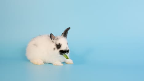 pequeño conejo blanco lindo conejo blanco comer hoja de gloria de la mañana y permanecer en el fondo de la pantalla azul