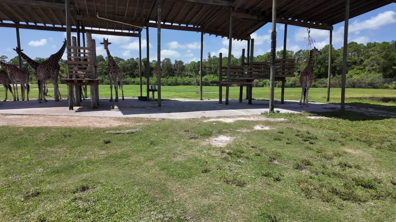 herd of giraffes at a Florida drive-thru zoo; Giraffes cool off in the South Florida shade