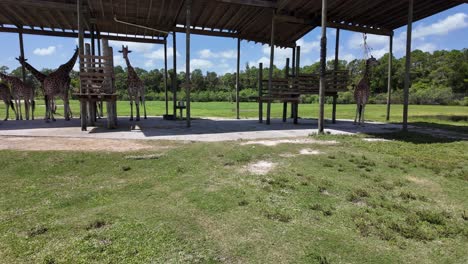 herd of giraffes at a florida drive-thru zoo; giraffes cool off in the south florida shade