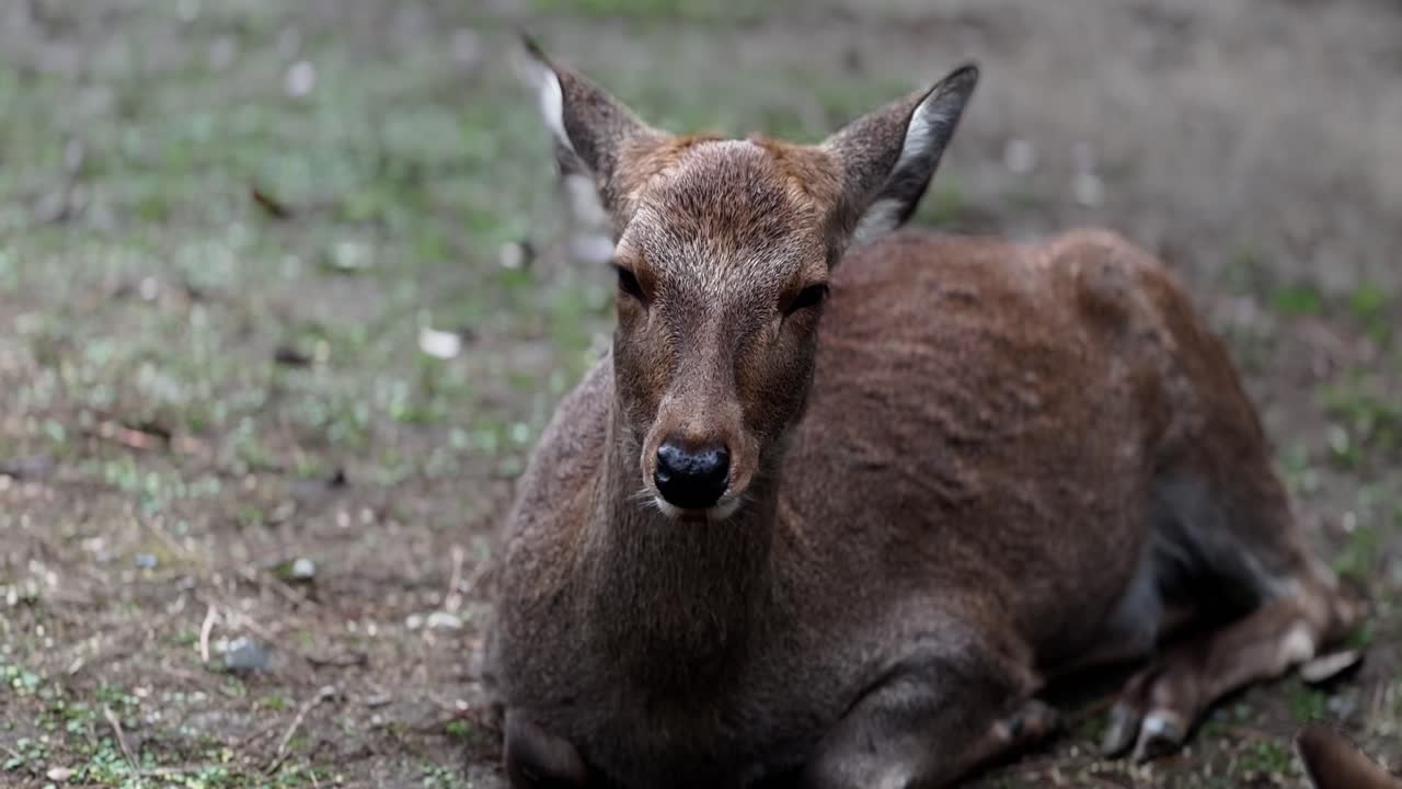 Sleeping Sika Deer, Shaking Ears To Get Rid of Mosquitoes, Nara Park, Japan