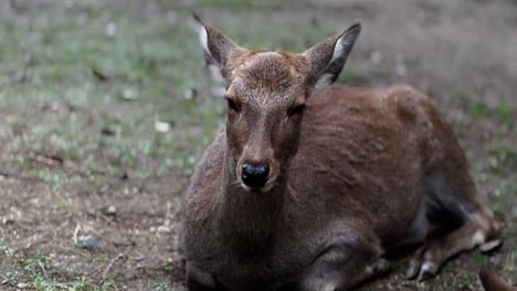 Schlafender-Sikahirsch,-Ohrenschütteln,-Um-Mücken-Loszuwerden,-Nara-Park,-Japan