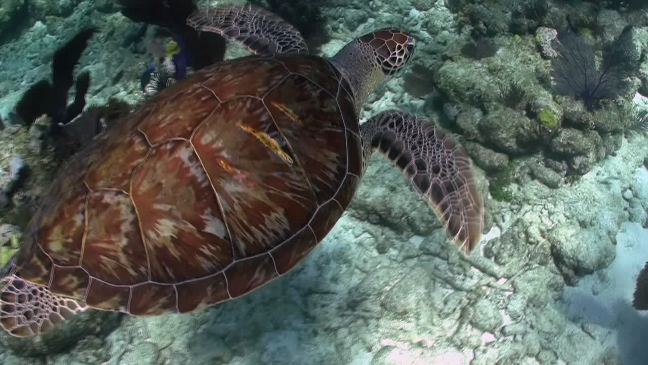 A turtle swims underwater 2