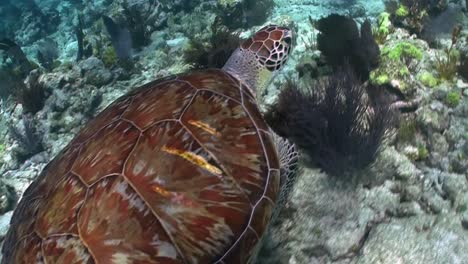 a turtle swims underwater 2