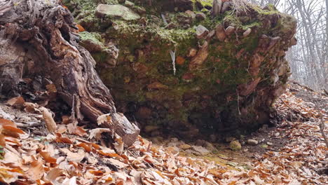 Rocky-shelter-covered-with-green-moss-and-cobwebs-during-the-snowfall-on-a-winter-day