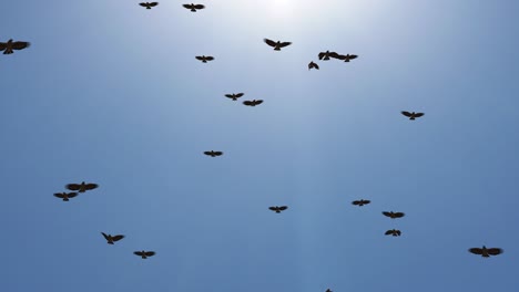 una bandada de pájaros volando en los cuervos del cielo. el caos del fondo del bucle de la muerte.