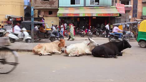 las vacas sagradas se sientan tranquilamente en una calle de la india mientras pasa el tráfico