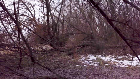 moving through a dark and tangled forest