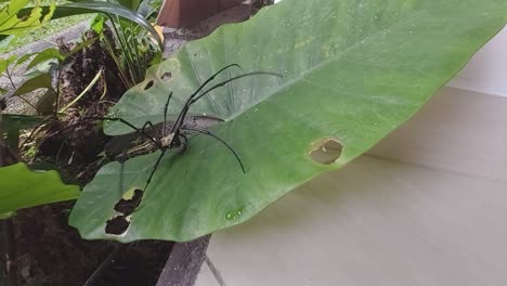 giant spider walking on a palm leaf