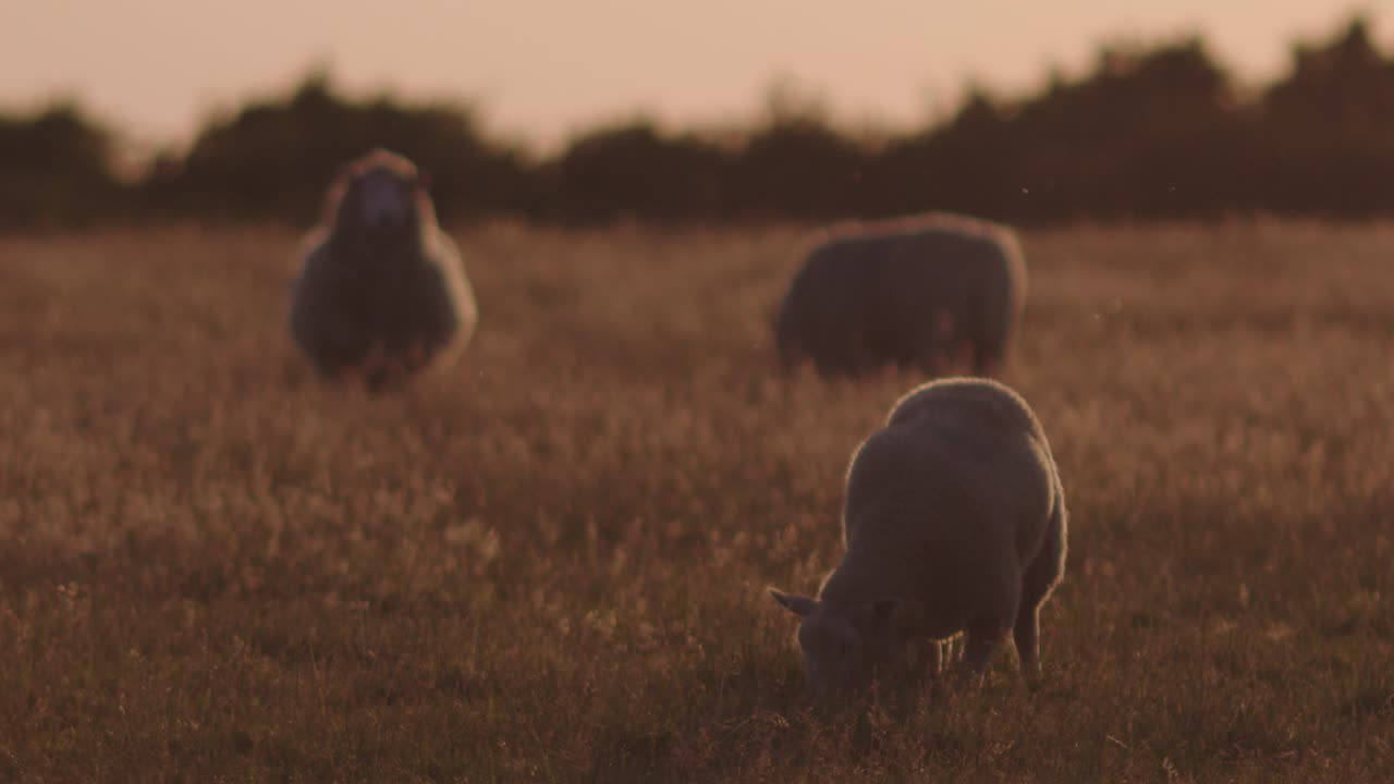 grupo de ovejas en el campo comiendo hierba al atardecer