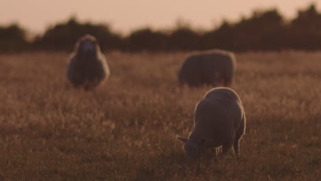 Gruppe-Schafe-Auf-Dem-Feld,-Die-Bei-Sonnenuntergang-Gras-Fressen