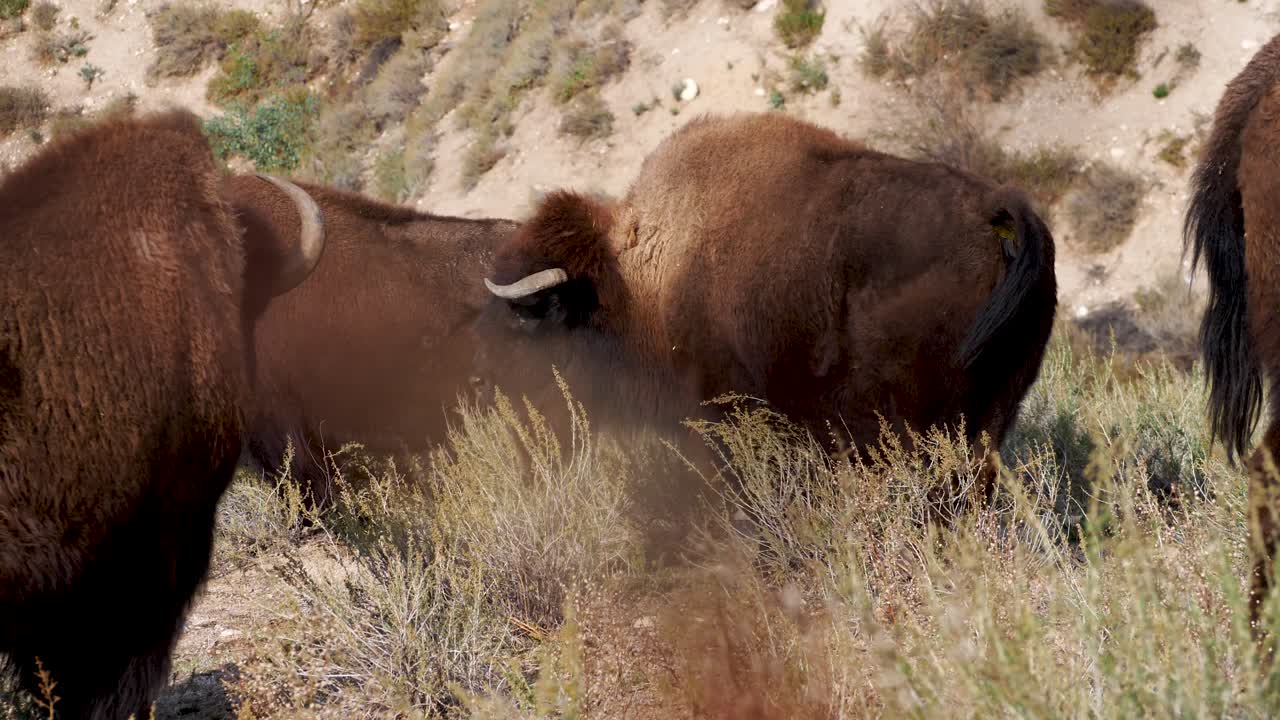 manada de bisontes en el chaparral