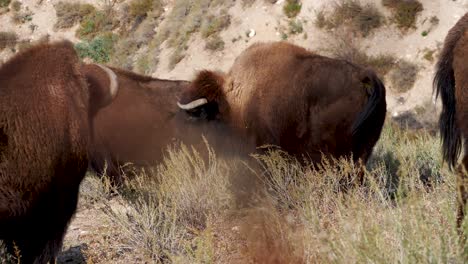 Herd-of-bison-in-the-chaparral