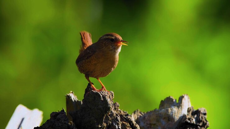 A sharp close-up portrait capturing a small brown wren perched naturally on a weathered timber stump.