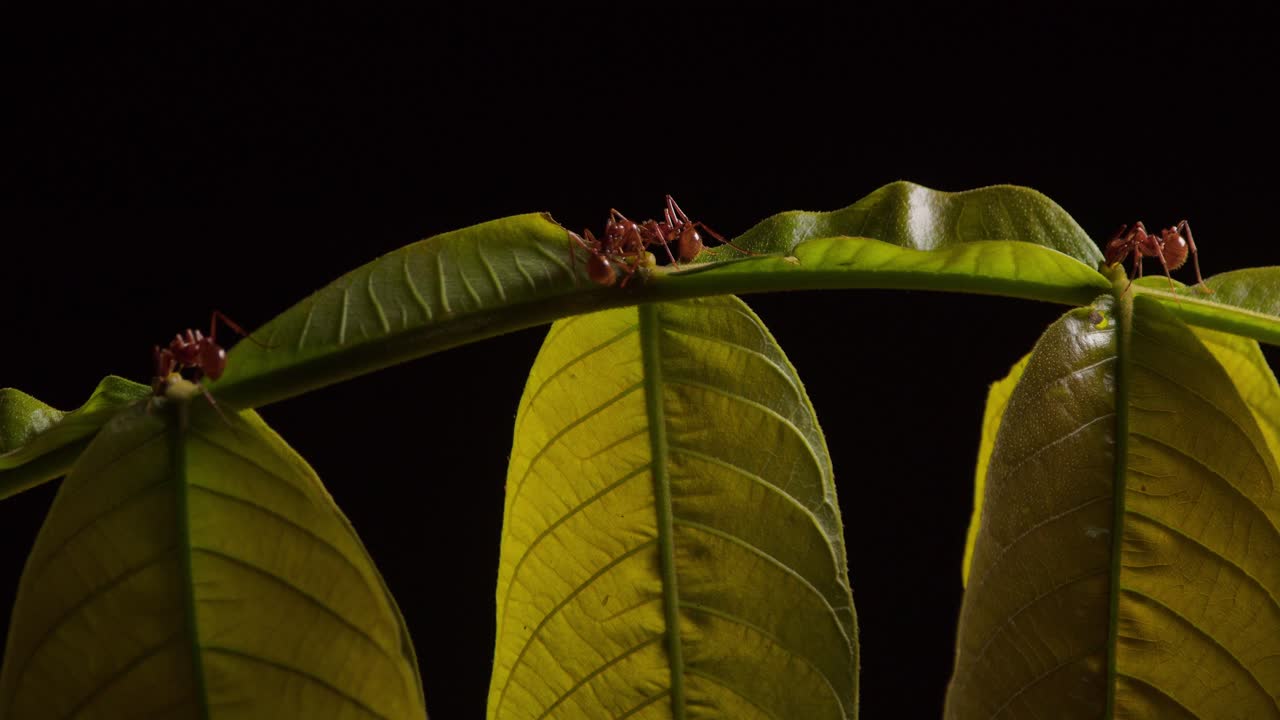 hormigas rojas bebiendo recolectando néctar del nectario extrafloral de la planta