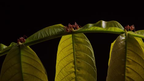 Rote-Ameisen-Trinken-Nektar-Aus-Dem-Extrafloralen-Nectario-Der-Pflanze