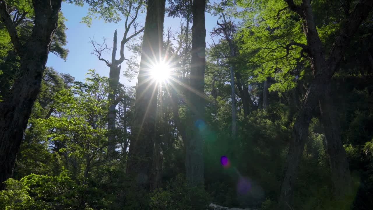 Handheld of bright sun beams shining through araucaria trees in green dense forest at daytime