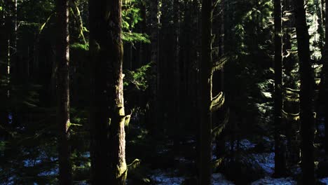 Langsames-Gleiten-Zwischen-Moosbedeckten-Immergrünen-Pflanzen,-Fantasie-Winterwald,-Luftwagen