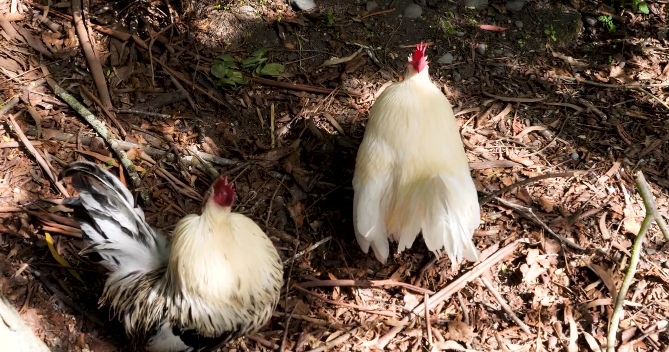 Kohouti plemene Pekin Bantam v přírodní rezervaci Willowbank, Christchurch, Nový Zéland.