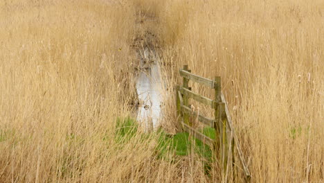 Plano-Amplio-De-Juncos-Junto-A-Una-Zanja-De-Drenaje-Cubierta-De-Maleza-Y-Una-Valla-En-Una-Reserva-Natural-De-Humedales-En-El-Río-Ant-En-Los-Norfolk-Broads