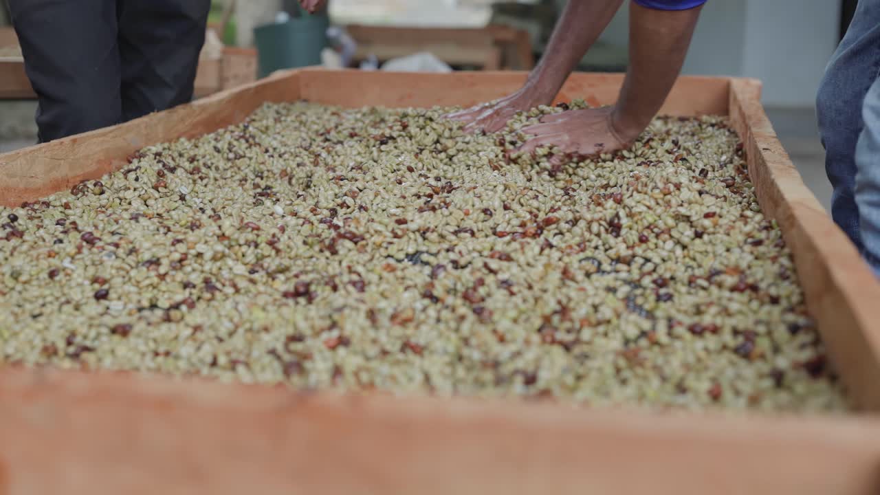 Coffee beans after being pulped on a mesh and spread out to dry